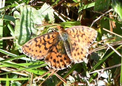 Réf. 309 623 : Boloria dia